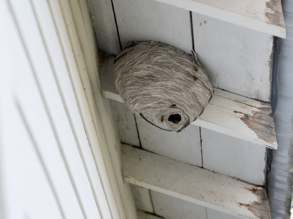 Paper hive built under house eaves with several hornets crawling on hive