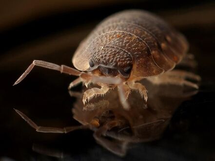 Close up of a bedbug on a black surface