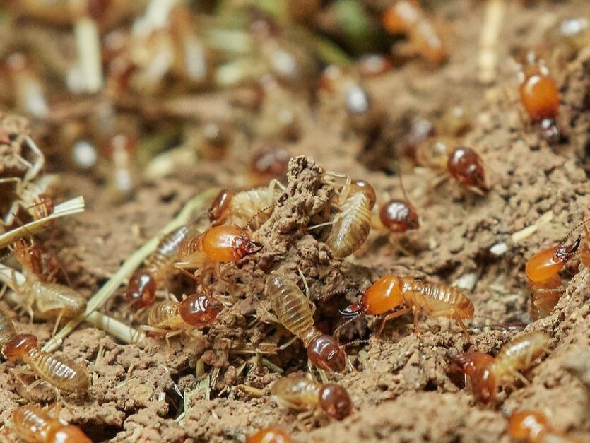 Close up of termite colony building tunnels