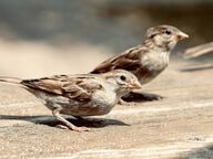 Two house sparrows standing on wood of porch or deck
